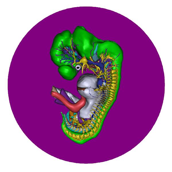 3D胚胎解剖