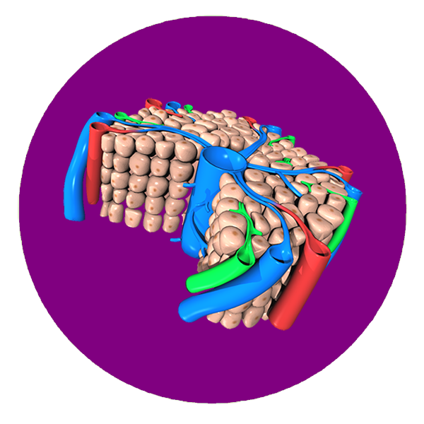 组织学3D模型