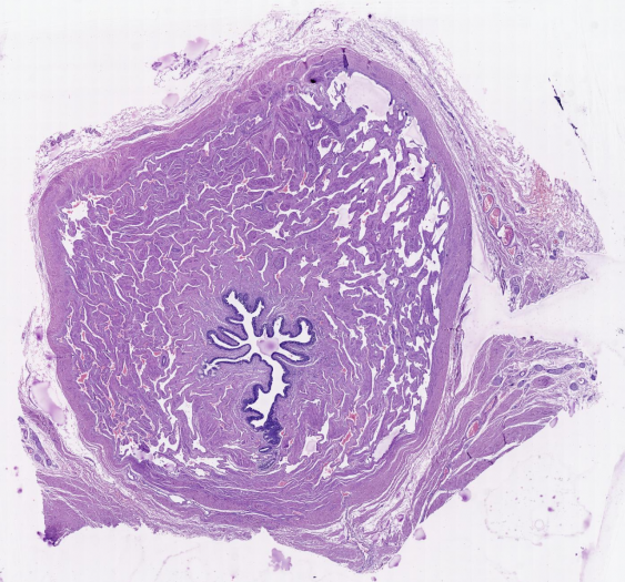 尿道urethra