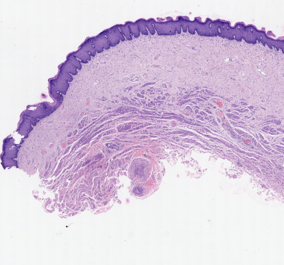 阴道vagina