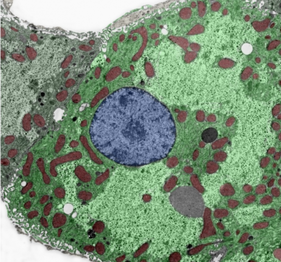 肝细胞hepatocyte