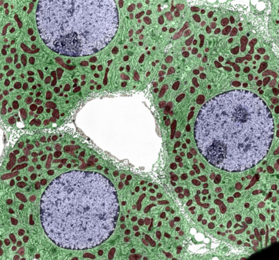 肝细胞hepatocyte