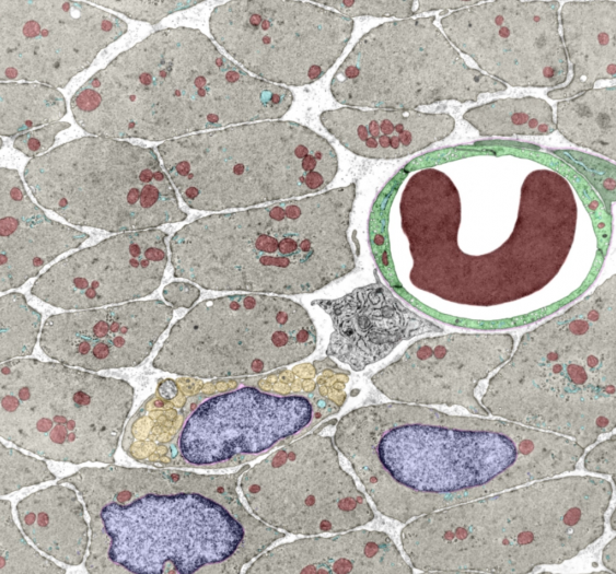 毛细血管blood capillary