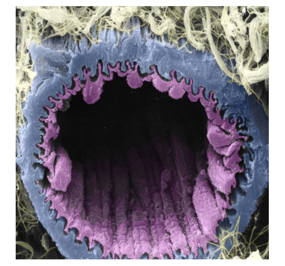 小动脉arteriole