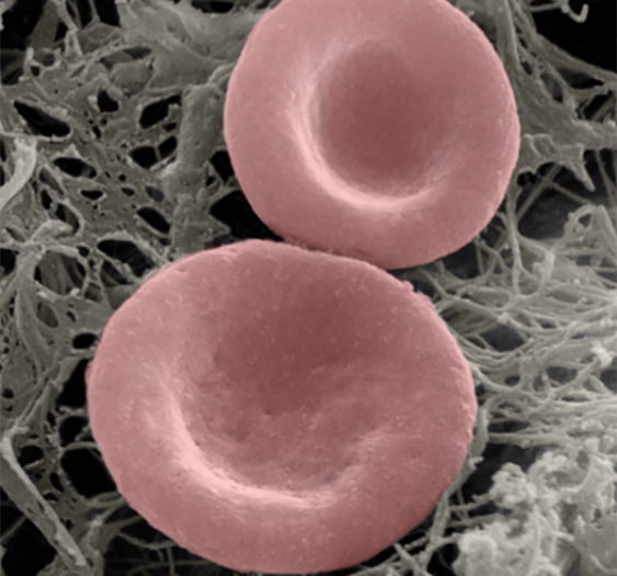 红细胞erythrocyte.png