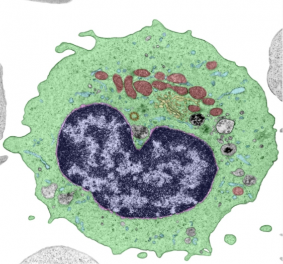 单核细胞monocyte