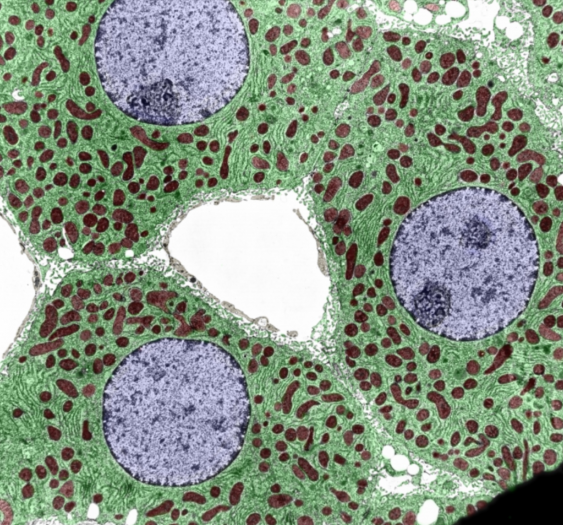 骨细胞osteocyte