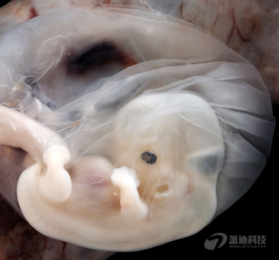 羊膜囊胚