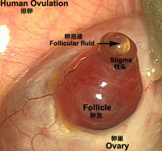 排卵ovulation