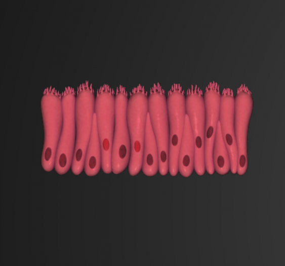 立方上皮cubic epithelium