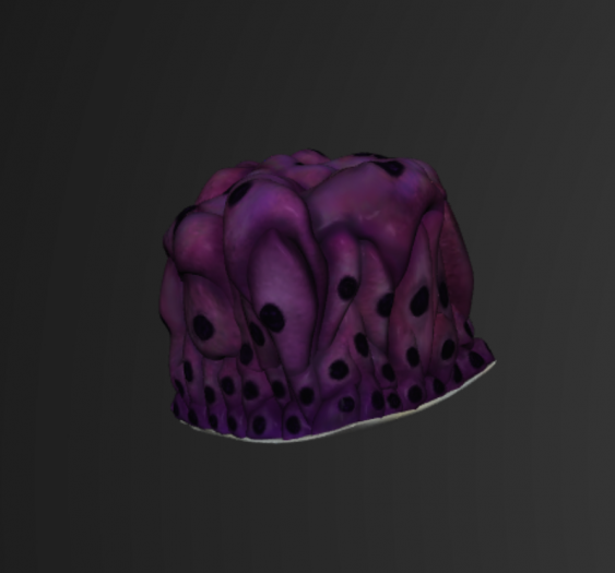 膀胱上皮Epithelium of the Bladder