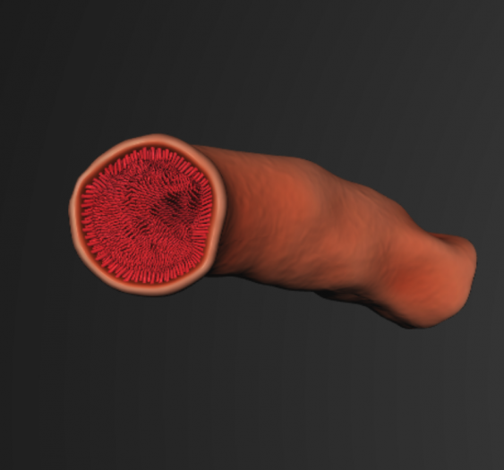 肠微绒Intestinal Microvilli