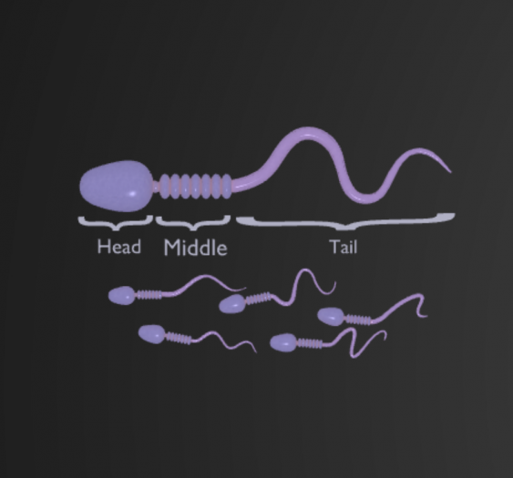 精子sperm