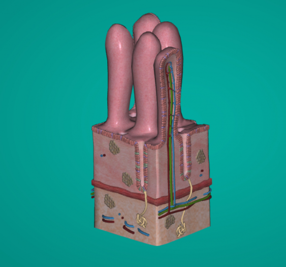 3D肠绒毛