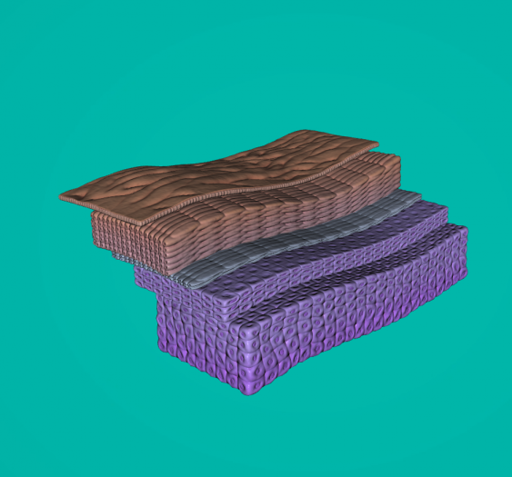 表皮epidermis