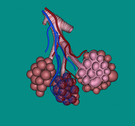 肺泡Alveoli