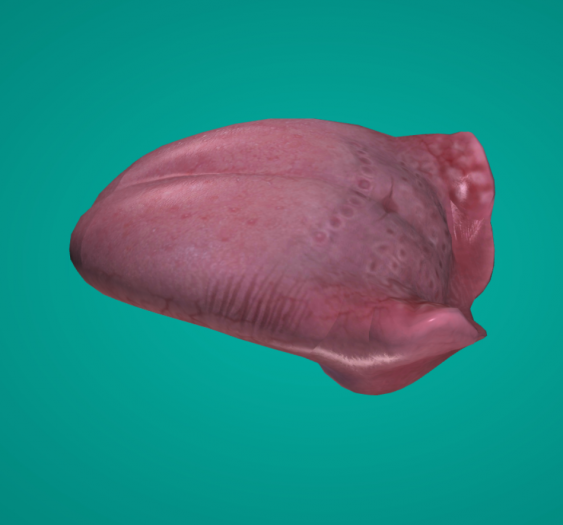 舌tongue