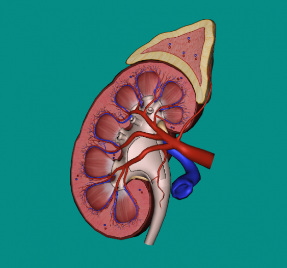 肾Kidney