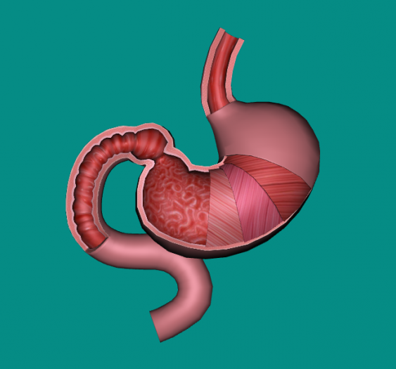 胃Stomach