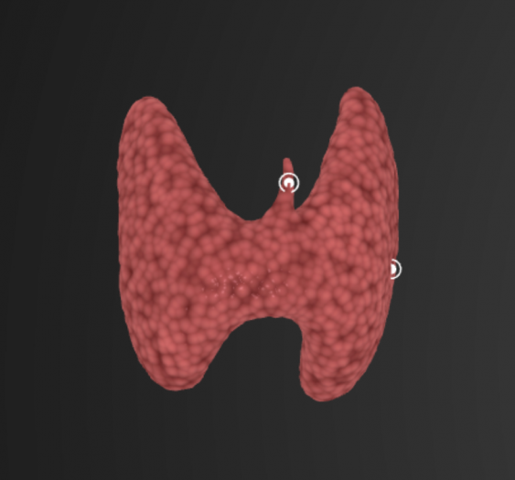 甲状腺thyroid