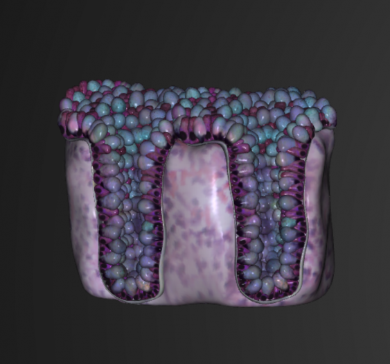 结肠上皮Epithelium of the Colon